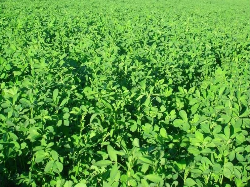 Alfalfa