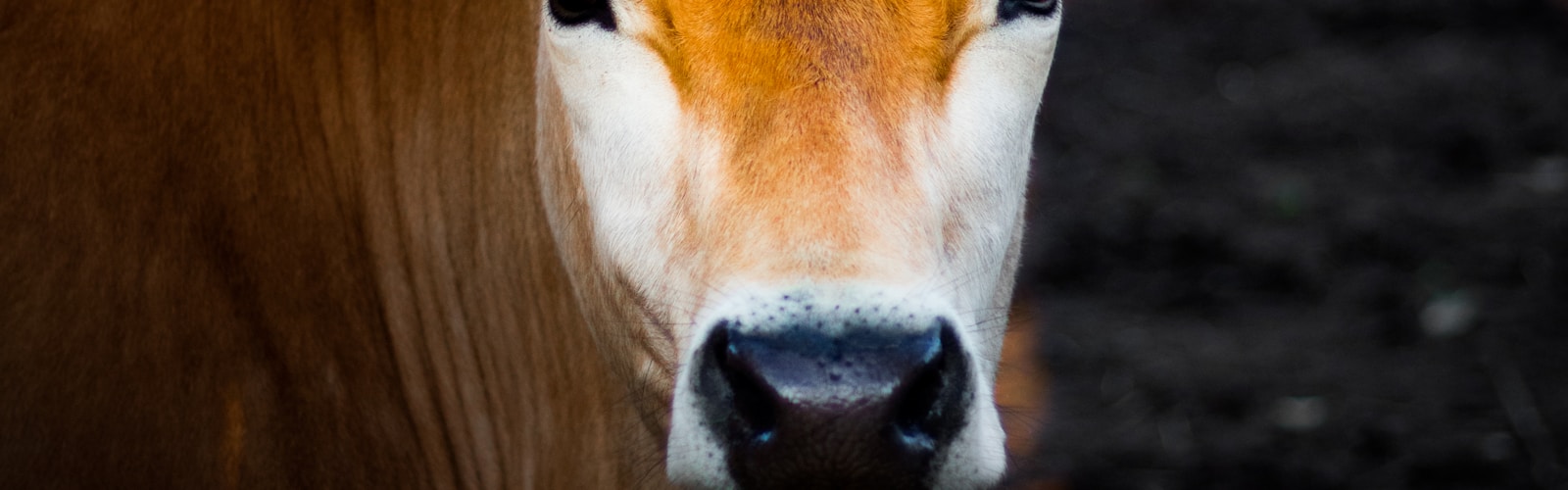 Dairy farming operations