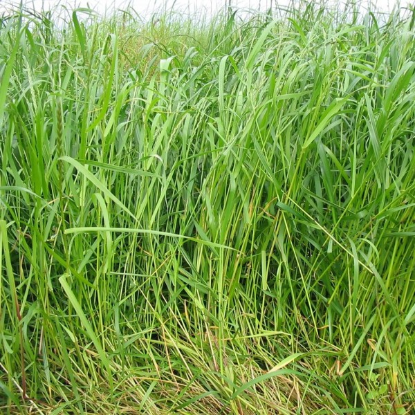 Italian Ryegrass