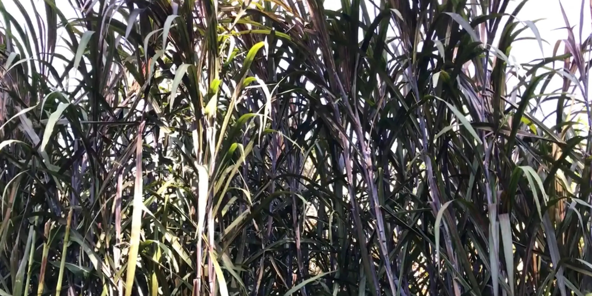 Maralfalfa